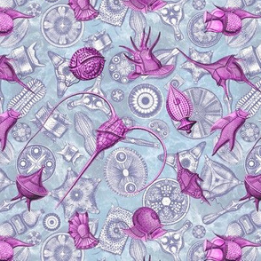 Ernst Haeckel Pink Peridinium over Navy Diatom