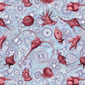 Ernst Haeckel Red Peridinium over Navy Diatom