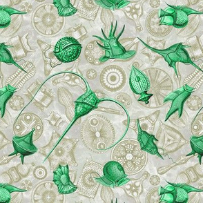 Ernst Haeckel Green Peridinium over Moss Diatom