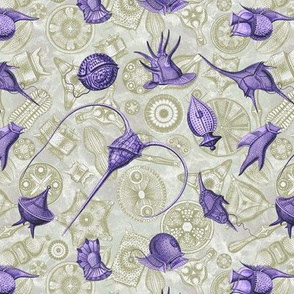 Ernst Haeckel Purple Peridinium over Moss Diatom