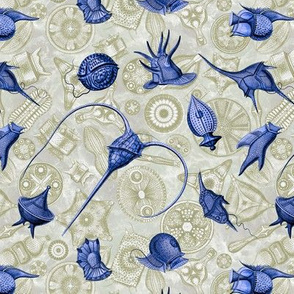 Ernst Haeckel Blue Peridinium over Moss Diatom