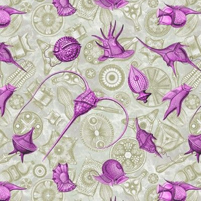 Ernst Haeckel Pink Peridinium over Moss Diatom