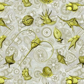 Ernst Haeckel Yellow Peridinium over Moss Diatom