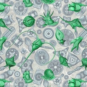 Ernst Haeckel Green Peridinium over Cerulean Diatom