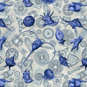 Ernst Haeckel Blue Peridinium over Cerulean Diatom