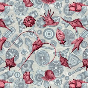 Ernst Haeckel Red Peridinium over Cerulean Diatom