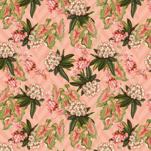 RHODODENDRON CHEVRON - RHODODENDRON COLLECTION (BLUSH CORAL)