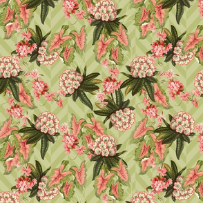 RHODODENDRON CHEVRON - RHODODENDRON COLLECTION (CELERY GREEN)