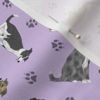 Tiny assorted Border Whippets - purple
