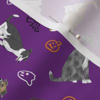 Tiny assorted Border Whippets - Halloween
