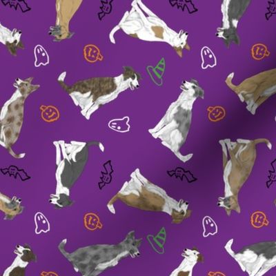 Tiny assorted Border Whippets - Halloween