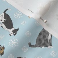 Tiny assorted Border Whippets - winter snowflakes