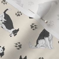 Tiny black and white Border Whippets - tan