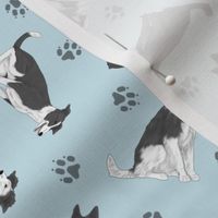 Tiny black and white Border Whippets - blue