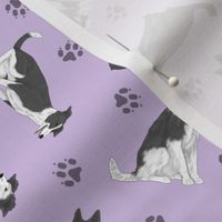 Tiny black and white Border Whippets - purple