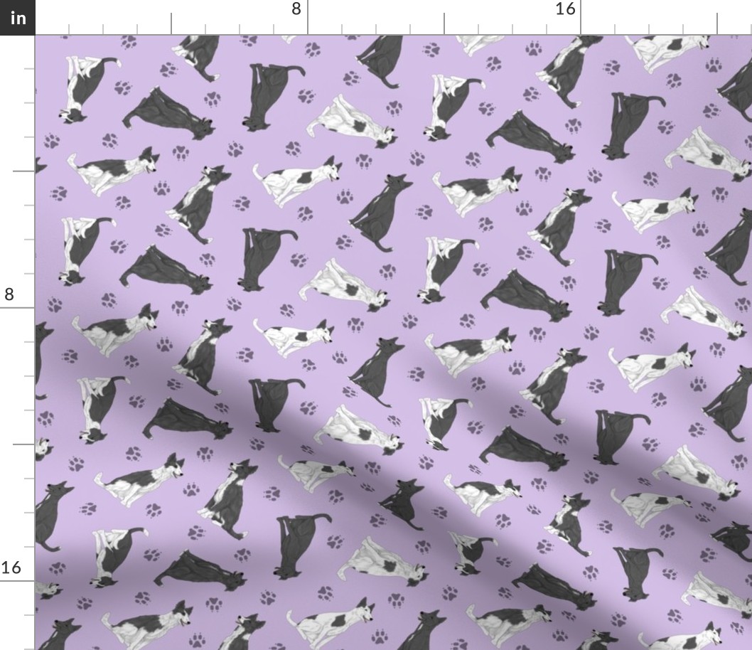 Tiny black and white Border Whippets - purple