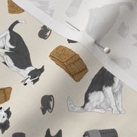 Tiny black and white Border Whippets - barn hunting