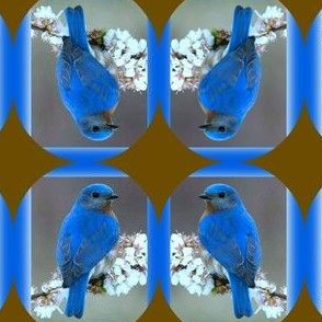 oiseau bleu