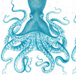 Octopus_NavyC