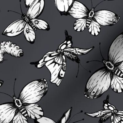Black buttrflies