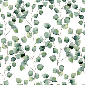 Eucalyptus silver dollar leaves and branches