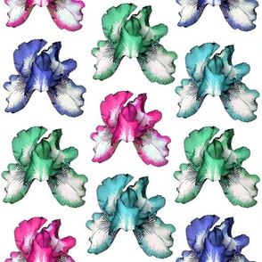 Rainbow Iris (pink, aqua, green, blue)