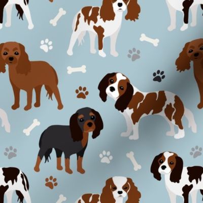 Cavalier King Charles Spaniel Dogs Blue