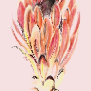 Protea scribble in pale pinks