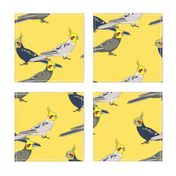 Cockatiels - Yellow