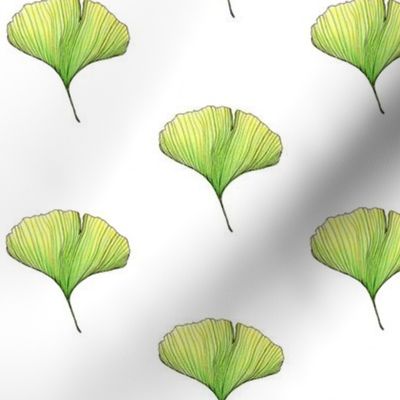 gingko leaf