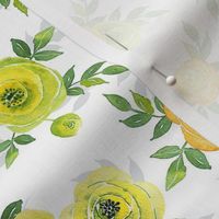 Yellow Ranunculus asiaticus, the Persian buttercup watercolor flowers on white