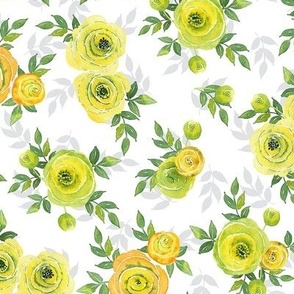 Yellow Ranunculus asiaticus, the Persian buttercup watercolor flowers on white