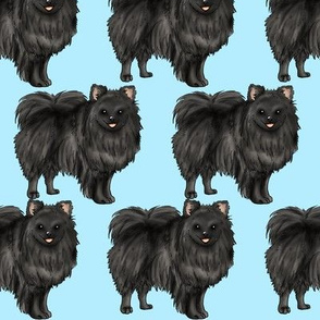 German Spitz - black