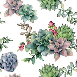 Blue, green and pink succulents on white background