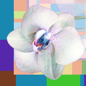 Translucent  Orchid Patchwork