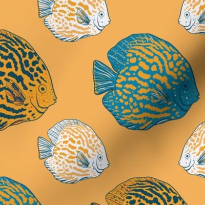 Discus fish // Yellow blue - exotic fishes