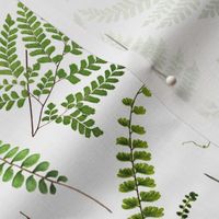  Woodland green forest botanical - fern leaves on white