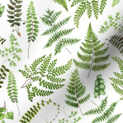  Woodland green forest botanical - fern leaves on white