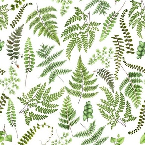  Woodland green forest botanical - fern leaves on white