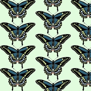 Blue butterfly light blue green background