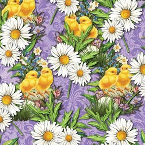 Daisies and Chicks