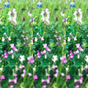 Texas Field of Wildflowers