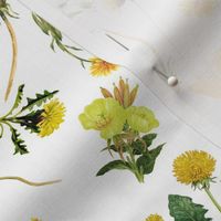 14" Yellow Wildflower Meadow - Summer Flowers -  on white