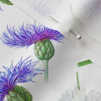 Watercolor Hand drawn wil Cornflower  blossoms-  on white
