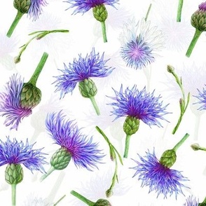 Watercolor Hand drawn wildflowers Cornflower  blossoms- double layer on white