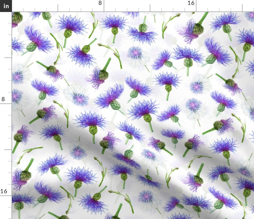 Watercolor Hand drawn wildflowers Cornflower  blossoms- double layer on white