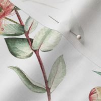 Native Eucalyptus Leaves With Blossoms On White D