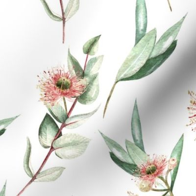 Native Eucalyptus Leaves With Blossoms On White D