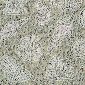 White Seashells in Gray Sand 