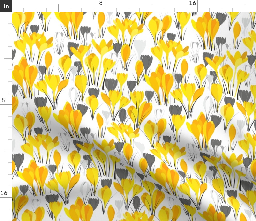 Yellow crocuses on white background